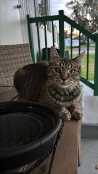 Domestic Short Hair Cats Available for Adoption in Ocala, Florida - Willow | PetCurious