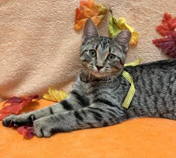 Banana -  Tabby and Domestic Short Hair Cat for Adoption in Dublin, Ohio - Banana | PetCurious