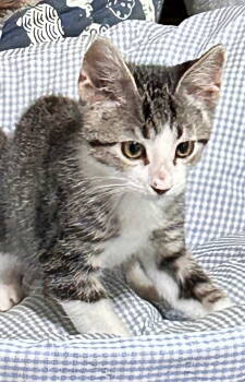Rescue Tabby and Tuxedo Cats for Adoption - NIKALAI | PetCurious
