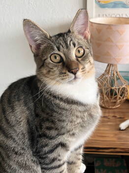 Rescue Domestic Short Hair and Tabby Cats for Adoption in Pompano Beach, Florida - Kapono | PetCurious
