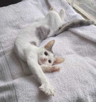 Girlfriend -  Domestic Short Hair Cat for Adoption in Nashville, Tennessee - Girlfriend | PetCurious