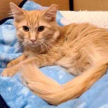 Gelato -  Domestic Medium Hair Cat for Adoption in San Tan Valley, Arizona - Gelato | PetCurious