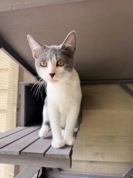 Zoey -  Domestic Short Hair Cat for Adoption in Topeka, Kansas - Zoey | PetCurious