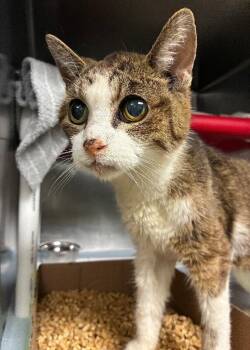 Scout -  Domestic Short Hair Cat for Adoption in Cincinnati, Ohio - Scout | PetCurious