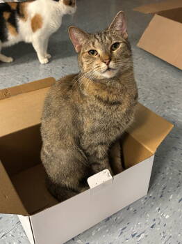 Rescue Torbie Cats for Adoption in Hopewell, Virginia - Cinnamon | PetCurious