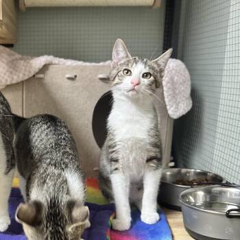 American Shorthair Cats Available for Adoption - Hoover | PetCurious