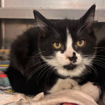 Tinker Bell -  Domestic Short Hair Cat for Adoption in Belleville, Illinois - Tinker Bell | PetCurious