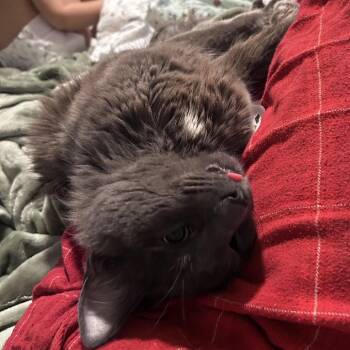Ash -  Domestic Short Hair Cat for Adoption in Philadelphia, Pennsylvania - Ash | PetCurious
