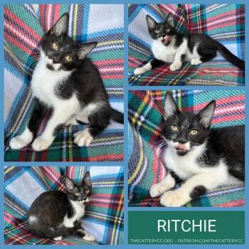 Ritchie -  Domestic Short Hair Cat for Adoption in Corpus Christi, Texas - Ritchie | PetCurious