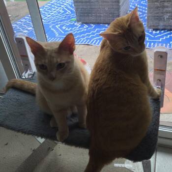 Merle -  Domestic Short Hair Cat for Adoption in Columbia, Missouri - Merle | PetCurious