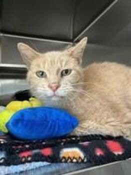 Domestic Short Hair Cats Available for Adoption - Tofu | PetCurious