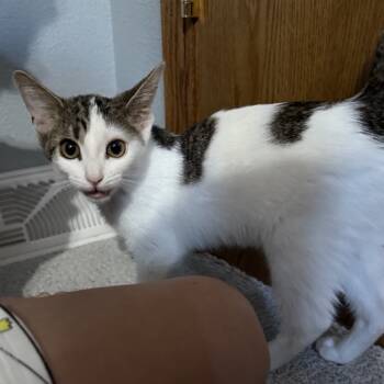 Rescue Domestic Short Hair Cats for Adoption in Rochester, Minnesota - Smores | PetCurious