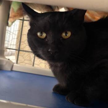 Onyx -  Domestic Short Hair Cat for Adoption in Taos, New Mexico - Onyx | PetCurious