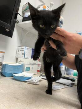 Chloe -  Domestic Short Hair Cat for Adoption in Ontario, California - Chloe | PetCurious