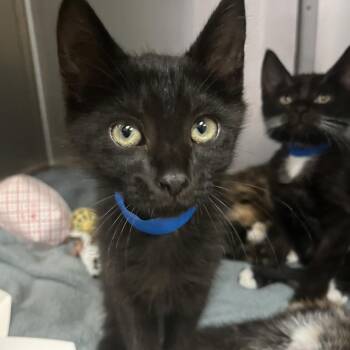 Domestic Short Hair Cats Available for Adoption in Lakeland, Florida - Gator | PetCurious