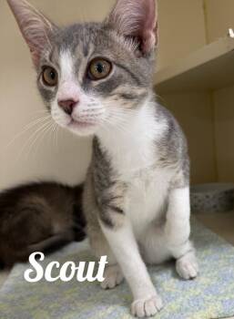 Scout -  Domestic Short Hair Cat for Adoption in Manistee, Michigan - Scout | PetCurious