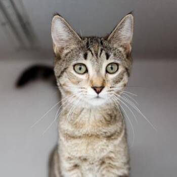 Iggy -  Domestic Short Hair Cat for Adoption in Atlanta, Georgia - Iggy | PetCurious