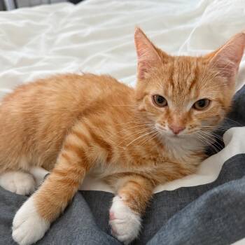 Tree Kittens: Larch -  Domestic Short Hair Cat Available for Adoption in Falls Church, Virginia - Tree Kittens: Larch | PetCurious
