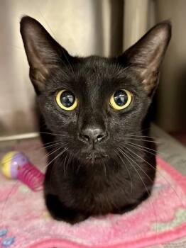 Jackie -  Domestic Short Hair Cat for Adoption in Wichita, Kansas - Jackie | PetCurious