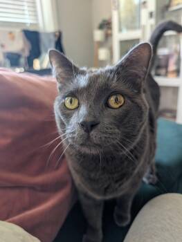 Rescue Domestic Short Hair Cats for Adoption in Los Angeles, California - Grey Wind | PetCurious