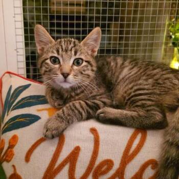 Rescue Bengal and Domestic Short Hair Cats for Adoption in Beaverton, Oregon - Oscar | PetCurious