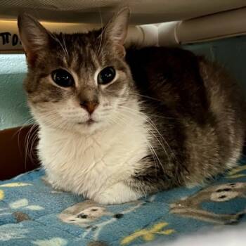 Rescue Domestic Short Hair Cats for Adoption in Madison, Wisconsin - Misty | PetCurious