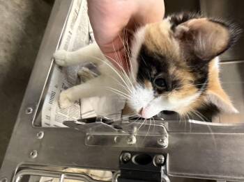 Rescue Domestic Medium Hair Cats for Adoption in Saint Charles, Missouri - Tori | PetCurious