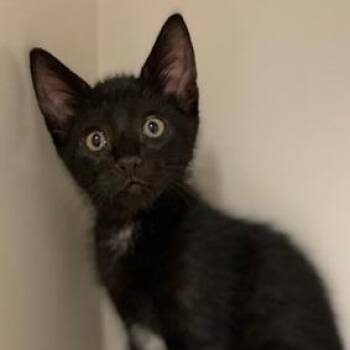 Domestic Short Hair Cats Available for Adoption in Ocean Isle Beach, North Carolina - Gobi | PetCurious