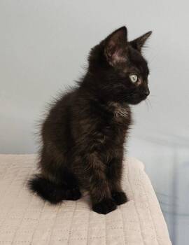 Izzy -  Domestic Short Hair Cat for Adoption in Lovingston, Virginia - Izzy | PetCurious