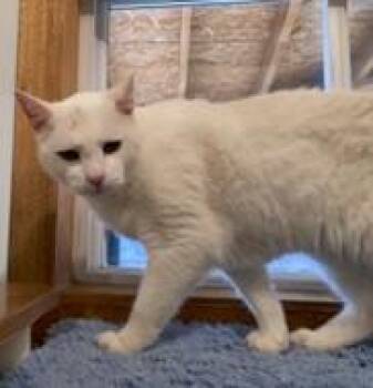 Rescue Domestic Short Hair Cats for Adoption in Lead, South Dakota - Mellow | PetCurious