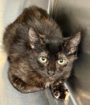 Domestic Short Hair Cats Available for Adoption - Lady Truffle (Petsense) | PetCurious
