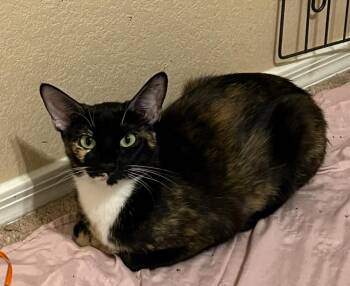 Rescue Domestic Short Hair and Tortoiseshell Cats for Adoption in Chandler, Arizona - Tori Dutton | PetCurious
