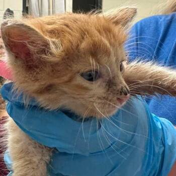 Ginger 26-06-105 -  Domestic Medium Hair Cat for Adoption in Bastrop, Texas - Ginger 26-06-105 | PetCurious