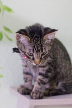 Billy Jean -  Domestic Short Hair Cat for Adoption in Hot Springs, Arkansas - Billy Jean | PetCurious