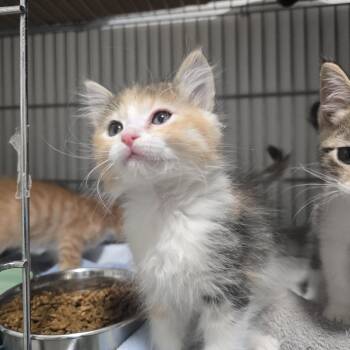 Domestic Medium Hair Cats Available for Adoption in Globe, Arizona - Rosey  | PetCurious