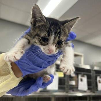 Tweety -  Domestic Short Hair Cat for Adoption in Salt Lake City, Utah - Tweety | PetCurious