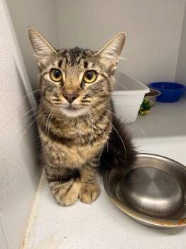 Josephina -  Domestic Long Hair Cat for Adoption in Camden, Tennessee - Josephina | PetCurious
