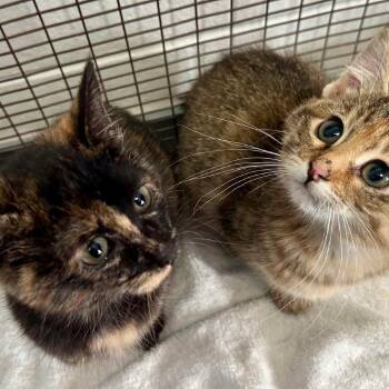 Tia C10823 -  Domestic Short Hair Cat for Adoption - Tia C10823 | PetCurious