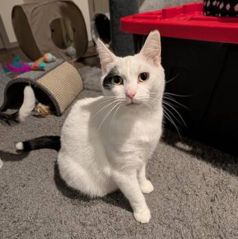 White Out -  Domestic Short Hair Cat for Adoption in Westfield, Wisconsin - White Out | PetCurious