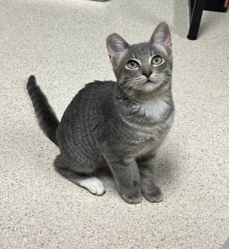 Rescue Domestic Short Hair Cats for Adoption in Sherwood, Oregon - Velveteen Rabbit | PetCurious