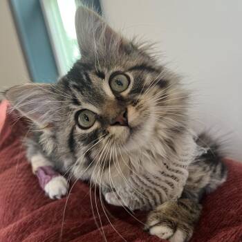 Righthook #1 -  Domestic Long Hair Cat for Adoption in Fredericksburg, Virginia - Righthook #1 | PetCurious