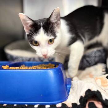 X-Ray -  Domestic Short Hair Cat for Adoption in Stephenville, Texas - X-Ray | PetCurious
