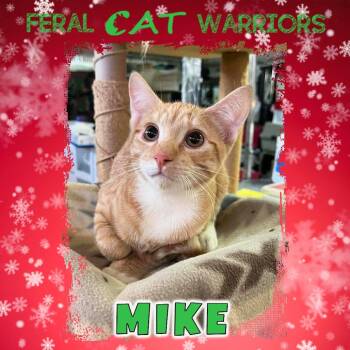 Domestic Short Hair Cats Available for Adoption - Mike | PetCurious