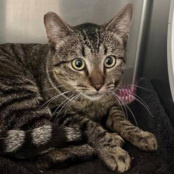Domestic Short Hair Cats Available for Adoption in Walnut Creek, California - Cuba Libre | PetCurious