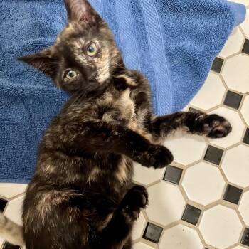Majora -  Domestic Short Hair Cat for Adoption in Richmond, Virginia - Majora | PetCurious