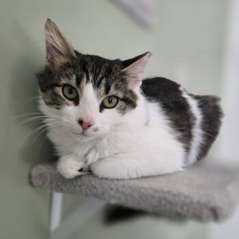 Rescue Domestic Long Hair Cats for Adoption in Lemoyne, Pennsylvania - Graham Cracker (fluffier Than Your Favorite Pillow!) | PetCurious