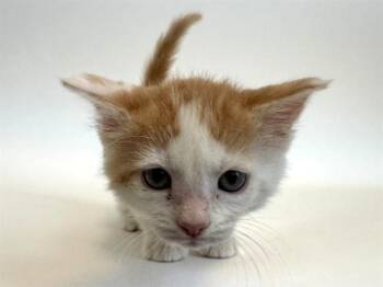 Domestic Short Hair Cats Available for Adoption in Brentwood, Missouri - VAL | PetCurious