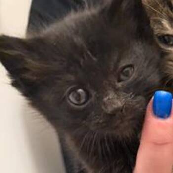 Zsa Zsa -  Domestic Medium Hair Cat Available for Adoption in Estacada, Oregon - Zsa Zsa | PetCurious