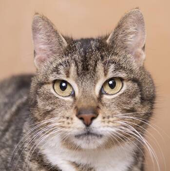 Shires -  Domestic Short Hair Cat for Adoption in Chicago, Illinois - Shires | PetCurious