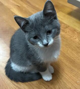 Rescue Domestic Short Hair Cats for Adoption in Lemont, Illinois - Sweetpea | PetCurious